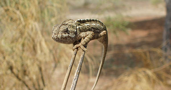 개발비 제로 시대의 창업전략.. 유니콘 대신 카멜레온